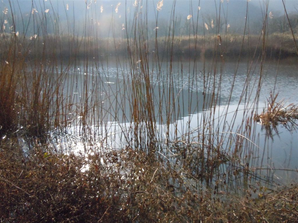 Rana da identificare - Pelophylax sp. (prov. Napoli)